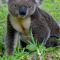 AUSTRALIA SURFARIS PACK DICEMBRE
