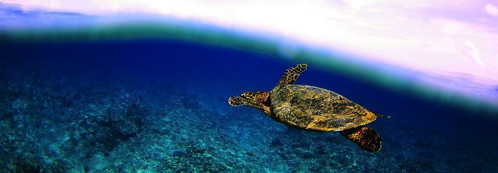 SNORKELING IN MALDIVE