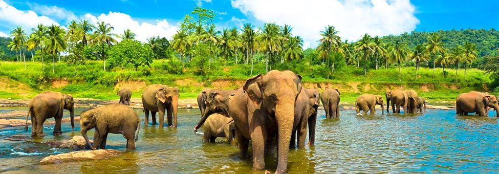 ESCURSIONI IN SRI LANKA PACK 7 NOTTI / 8 GIORNI